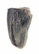Hadrosaur (Kritosaurus?) Tooth - Aguja Formation, Texas #50679-1